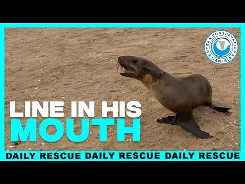 Seal With Line In His Mouth Needs Help From The OCN Team