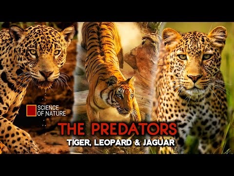 Nature's Deadliest Solitary Predators | Jaguar, Tiger & Leopard | The Predators Compilation #Real