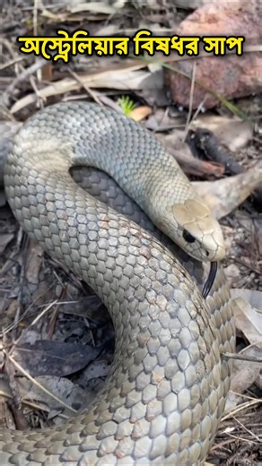 Australia's Deadliest Eastern Brown Snake 🐍😱 #EasternBrownSnake #VenomousSnake