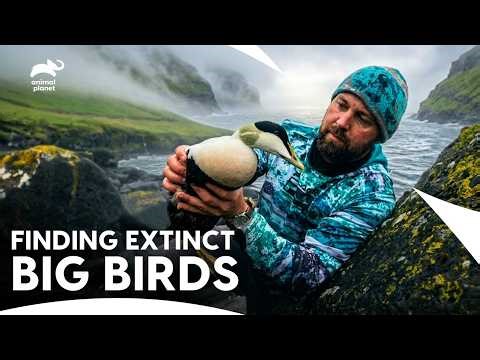 Hunting The Great Auk: Lost Species Or Living Legend | Extinct Or Alive S1 Ep5 | Animal Planet