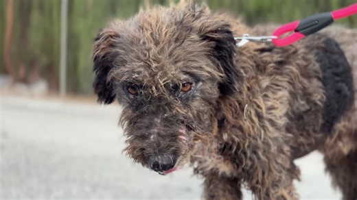 Stray dog comes in with a broken leg - then X-rays reveal his body is full of pellets