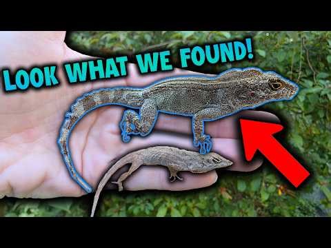Finding Weird Reptiles in Florida!