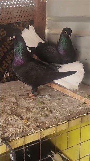 اغاني العيد عيد فطر سعيد تقبل الله طاعاتكم