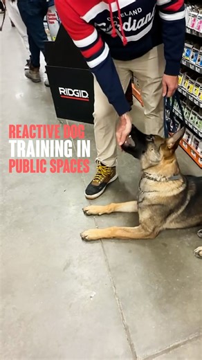 Miracle K9 Training on Instagram: "Reactive Dog Training in Public Spaces This was only the second store visit for Fritzi, and the first with real foot traffic. While his explosive reactivity has improved, close proximity to people and tight spaces still trigger discomfort and startle responses. The focus here is counter conditioning and threshold management: rewarding check-ins, breaking fixation, and pairing people with calm, structured behaviors like down-stays. Each repetition builds a new a
