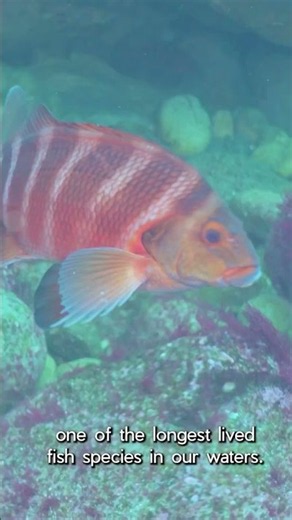 Banded Morwong