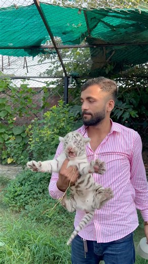 Series 228: White Tiger Cub Screaming While I Play With Him 🐯😳