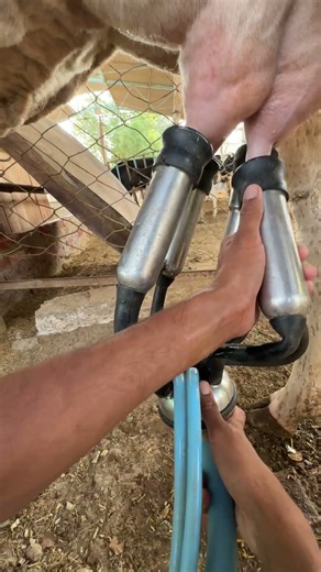 #farming #baffalo #dairyfarming #dairyfarming #cow