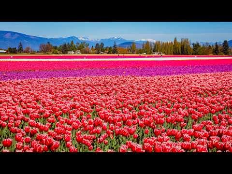 Skagit Valley Tulip Festival in 4K | 10.5 Hours of Spring Bloom (NO LOOP) & Piano Music
