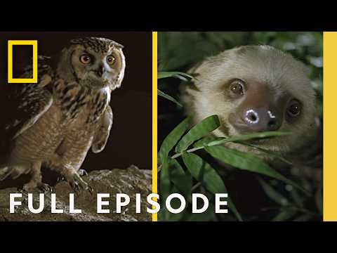 It Comes at Night (Full Episode) | Dead by Dawn Compilation | Nat Geo Animals