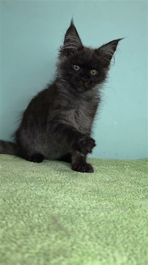 Tofu Maine Coon Black Silver Male