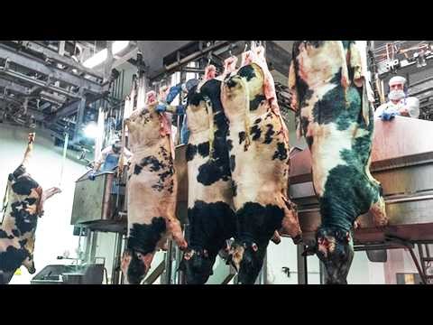 From Dairy Farming to Transport - Inside Cattle Slaughterhouse and Leather Processing