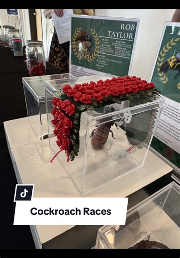 Unforgettable Cockroach Races Chaos in Missoula