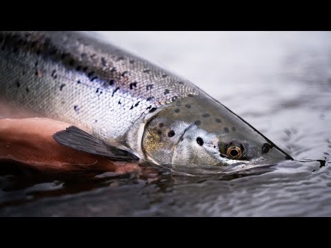 Why Women Catch the Biggest Salmon Ever Recorded (Animal Documentary)