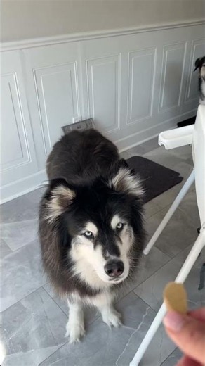 not all huskies are the same I SWEAR!! #husky #dogs #funnydogs