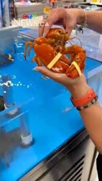 1-in-30-million find: Chatham Superstore has rare orange lobster named ‘Pumpkin’