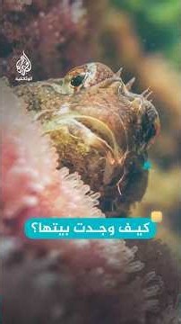 قذفها الموج بعيدا عن مكانها.. فكيف عرفت الطريق؟