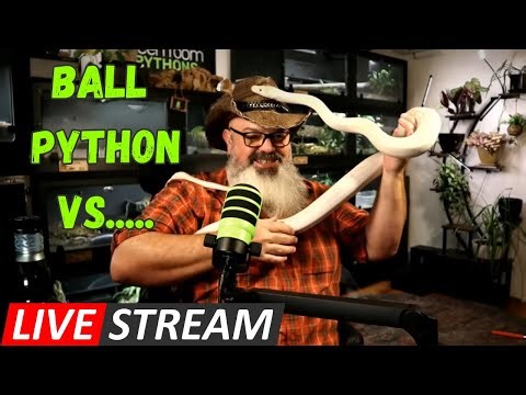 Livestream: "How Do Ball Pythons Compare?"