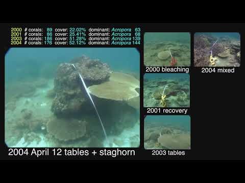 Fiji Coral bleaching, recovery, succession, obliteration