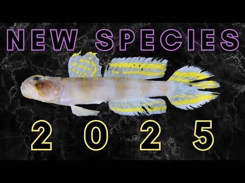 25 New Species Described in 2025
