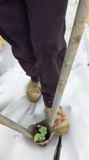 Know the easiest and safest method of planting vegetable seedlings?