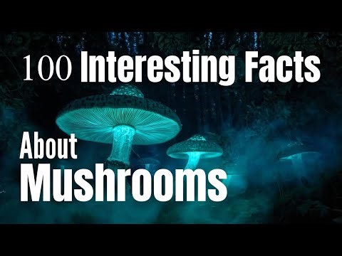 100 Hypnotic Mushroom Facts to Calm Your Mind Before Sleep
