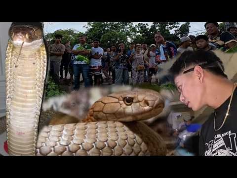 NAHULI NA NI COBRA PRINCE ANG KILABOT NG BUONG BARYO NANG HAHARANG SA DAAN NG MGA SASAKYAN