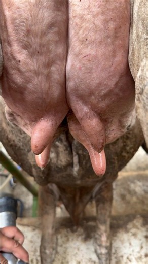 Complete Cow Milking Process