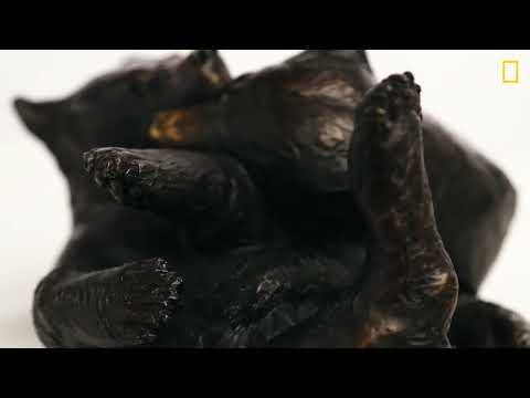 National Geographic ¦ Caswell Sculpture; Black Bear Sculpture 1080p 24fps H264 128kbit AAC