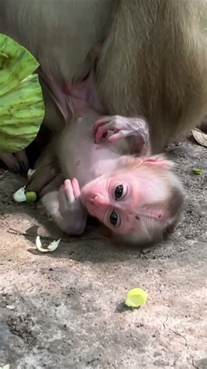 Monkey species: An adorable baby monkey follows its mother to forage for food.