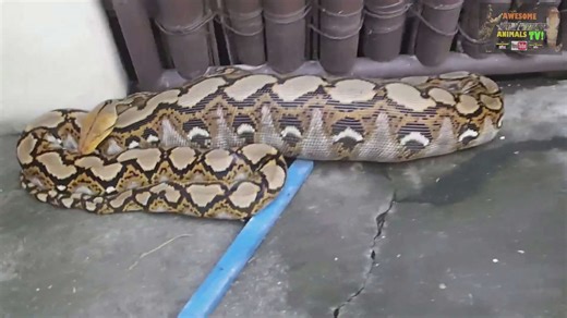 Documenting the capture and measurement of enormous python and anaconda species