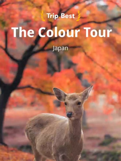 Japan is having a main-character autumn. 🍁 The maples are showing off, temple walks feel cinematic, and every detour comes with a view worth missing the train for. Start your fall route here: 📍 Arashiyama 📍 Kiyomizu-dera Temple 📍 Tōfuku-ji Temple 📍 Shinjuku Gyoen National Garden 📍 Osaka Castle Park DM us
