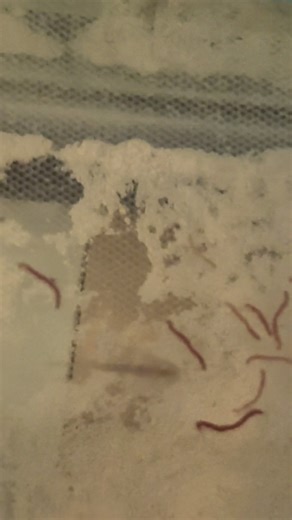 Recovering Baby Axolotl Fun Facts