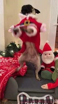 Pug Who's Creeped Out By Santa Goes To Meet Him | The Dodo