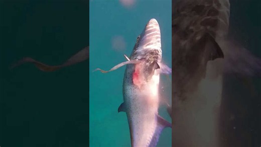 Biggest fish of his life. Worst possible time for a shark