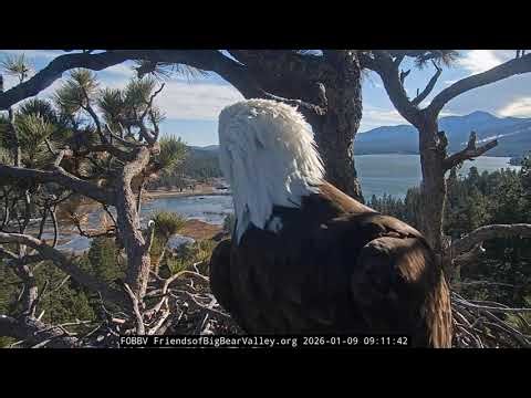 Big Bear Bald Eagle 09.01.2026 09:05