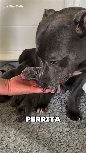 This dog became a mother for the first time 🤯❤️