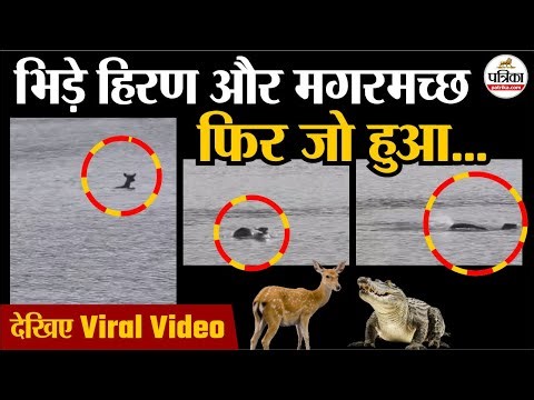 Sariska Tiger Reserve पानी से निकला 'काल' ! पलक झपकते ही खेल खत्म! | Viral Video