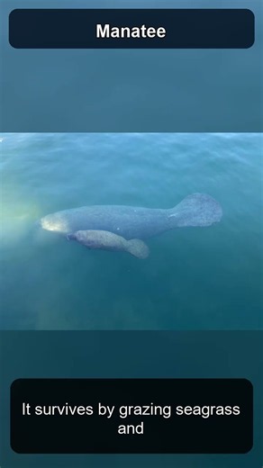 The Manatee: The Gentle Sea Cow of Warm Rivers