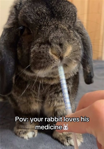 POV: Your Rabbit Loves His Medicine 🐰 | Cute Bunny Moment