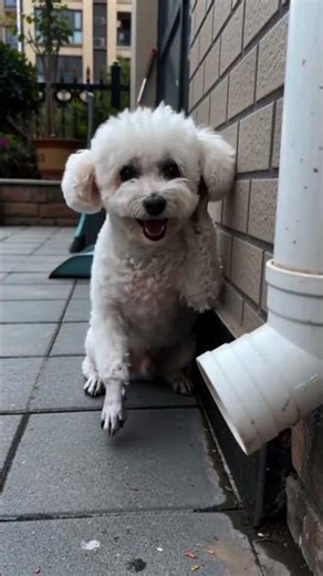 Dog vs Pipe Explosion! 😱🐕 #shorts #catanddog