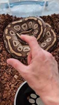 Ball Pythons Close To Laying Eggs!