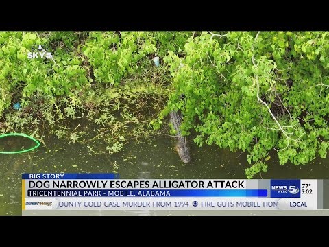 Alligator attacks dog in Mobile lake: Witness describes exactly what happened 