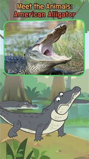 Can an Alligator Roar Like a Lion? 🐊 | Meet the American Alligator #shorts | Little Fox