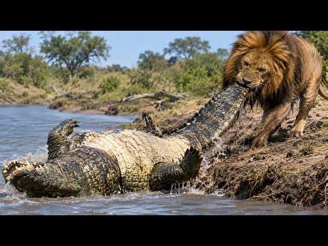 A Lion's Day, From the Hunt to the Crocodile Duel #lion #wildlifedocumentary  #wild