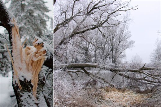 Meteorologists warn of 'exploding trees' as brutal cold snap expected to usher in subzero temps