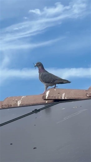 Birds Nesting Under Solar Panels? Here’s the Problem