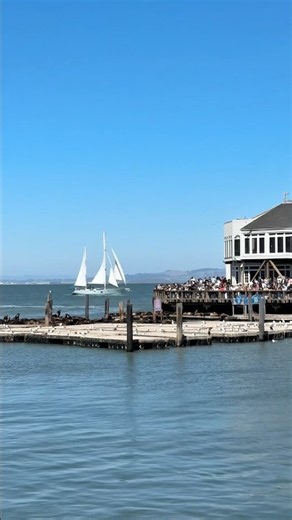 The Famous Pier 39 View from Pier 41 🦭🌊✨ #SanFrancisco