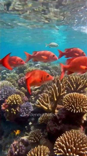 The Vibrant Icon of the Deep 🏮🌊#redsnapper #saltwaterfishing #oceanbeauty #marinelife #reeffish
