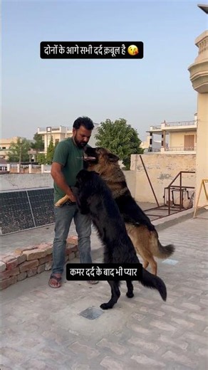 A Fierce Competition of Love Between Two German Shepherds | Who Loves the Most #pets #dog