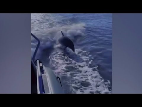 Video shows dolphins leaping alongside Florida sheriff’s boat in playful encounter